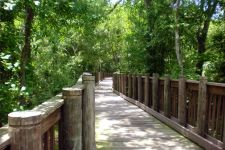 A boardwalk with guardrails in a heavily wooded area.