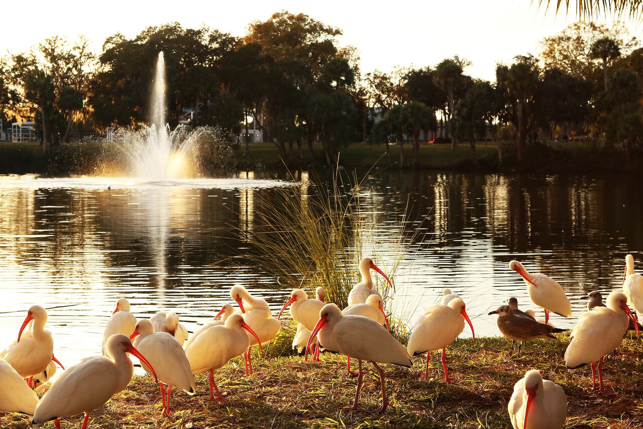 Several american white ibises and a few seagulls in the grass in front of a body of water near sunset. There is a fountain feature in the water.