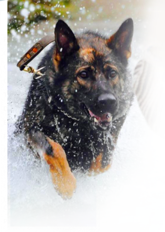 German Shepherd with a leash splashing through water in a natural setting