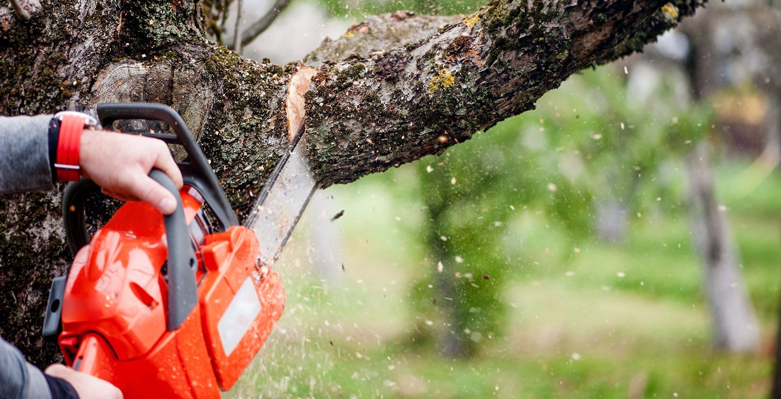 Chainsaw with orange body chopping off tree limb.