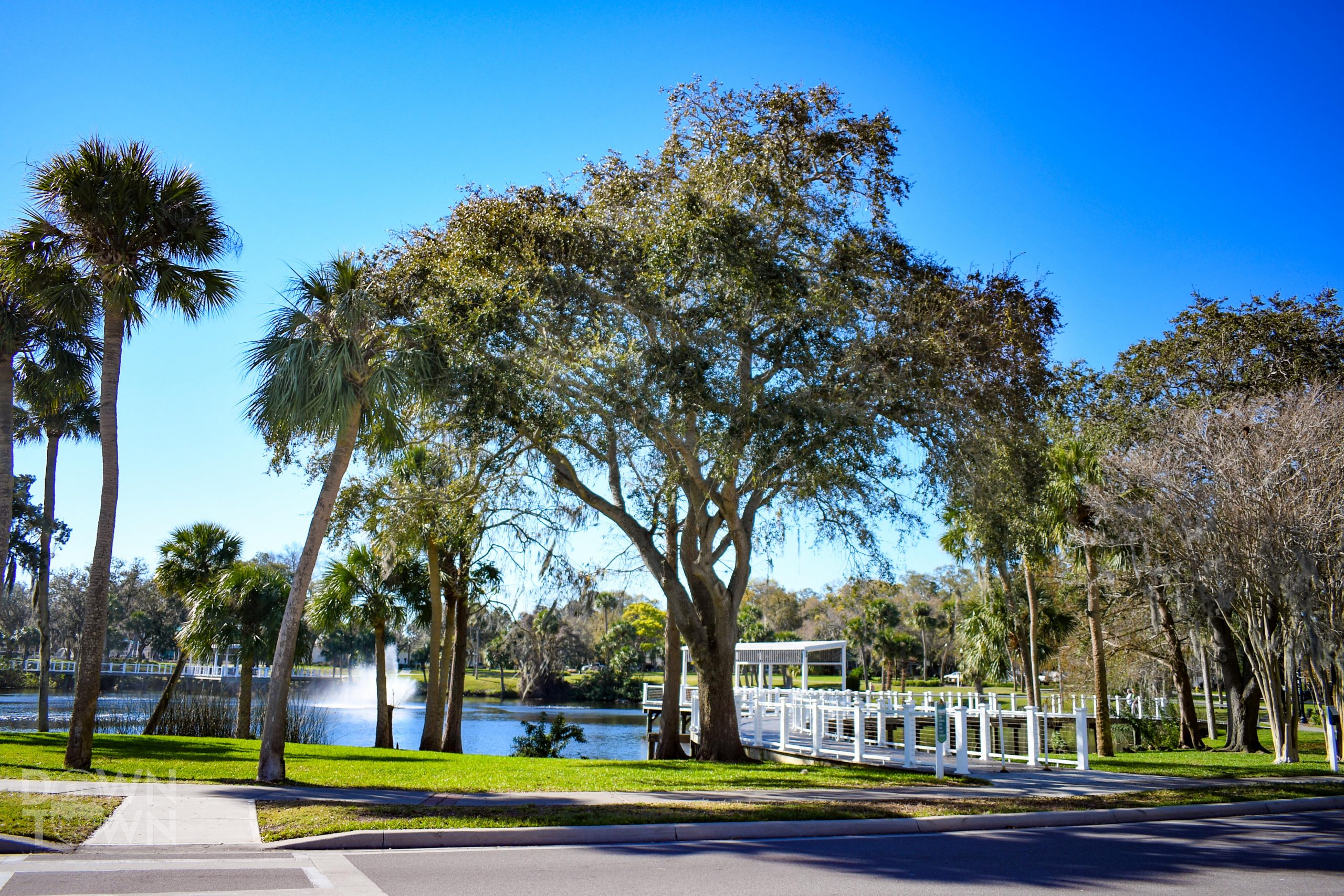 Outdoor shot with large oak tree centered in front of Orange Lake.